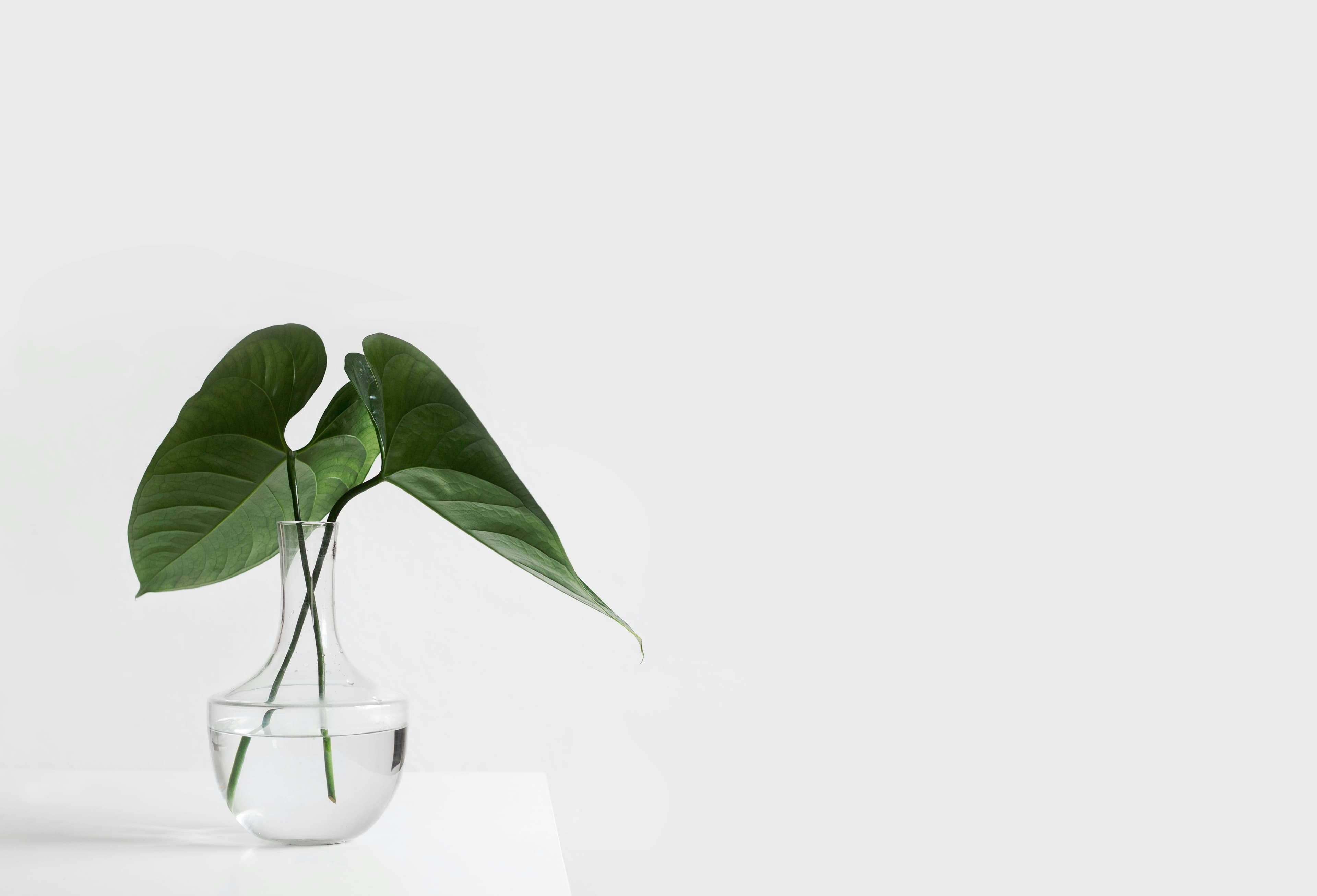 Monstera leaves in a clear glass vase
